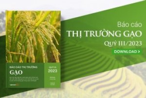 Thị trường gạo th&aacute;ng 10/2023: Tồn kho gạo to&agrave;n cầu giảm xuống mức thấp nhất 6 năm