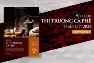 Thị trường c&agrave; ph&ecirc; th&aacute;ng 8/2023: Xuất khẩu c&agrave; ph&ecirc; giảm th&aacute;ng thứ 5 li&ecirc;n tiếp