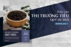 Thị trường hồ ti&ecirc;u qu&yacute; III/2023: Sản lượng giảm, gi&aacute; sẽ tăng trong năm 2024?