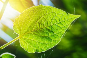 Ph&aacute;t hiện cơ chế quang hợp gi&uacute;p đ&aacute;p ứng nhu cầu lương thực thế giới