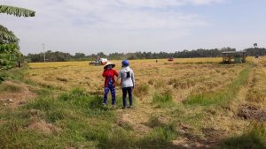 Gi&aacute; l&uacute;a gạo h&ocirc;m nay 3/3: Gi&aacute; gạo xuất khẩu tăng trở lại