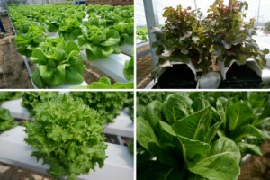 Hiệu quả của c&aacute;c loại dinh dưỡng thủy canh l&ecirc;n c&acirc;y x&agrave; l&aacute;ch v&agrave; cải xanh