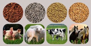  Xuất khẩu thức ăn gia s&uacute;c 9 th&aacute;ng năm 2021 tăng 36%
