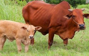Thịt hữu cơ &iacute;t c&oacute; khả năng bị nhiễm vi khuẩn đa kh&aacute;ng thuốc