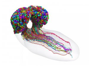 Bản đồ ho&agrave;n chỉnh đầu ti&ecirc;n về n&atilde;o c&ocirc;n tr&ugrave;ng