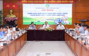Để chăn nu&ocirc;i lợn ph&aacute;t triển bền vững: Cần thay đổi tư duy