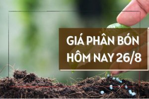 Gi&aacute; ph&acirc;n b&oacute;n ng&agrave;y 26/8/2024 tiếp tục đi ngang trong phi&ecirc;n đầu tuần