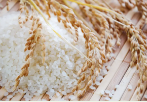 B&aacute;o c&aacute;o ng&agrave;nh h&agrave;ng l&uacute;a gạo