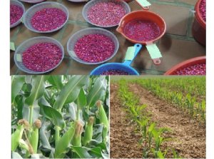 Ảnh hưởng của xử l&yacute; hạt giống v&agrave; phun chế phẩm nano đến sinh trưởng, ph&aacute;t triển v&agrave; năng suất ng&ocirc; tại Long An