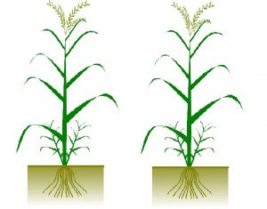 Những đặc t&iacute;nh đa nguồn của chiến lược sử dụng nước cho c&acirc;y trồng ở c&aacute;c v&ugrave;ng si&ecirc;u kh&ocirc; hạn