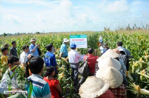 Canh t&aacute;c bắp bằng chế phẩm nano giảm chi ph&iacute;, năng suất cao 