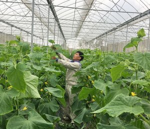 N&ocirc;ng nghiệp c&ocirc;ng nghệ cao: Đột ph&aacute; ch&iacute;nh s&aacute;ch mang lại th&agrave;nh c&ocirc;ng