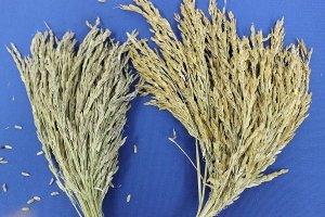 Lai tạo th&agrave;nh c&ocirc;ng giống l&uacute;a m&agrave;u chất lượng cao từ nguồn gene l&uacute;a cổ truyền