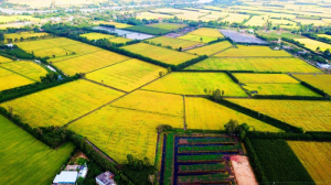Ruộng l&uacute;a c&oacute; thể hoạt động như bể chứa CO2