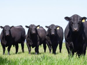 Nghi&ecirc;n cứu gi&uacute;p giảm t&aacute;c động của chăn nu&ocirc;i gia s&uacute;c đến kh&iacute; hậu