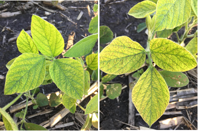 Bệnh v&agrave;ng l&aacute; do thiếu sắt ở đậu tương