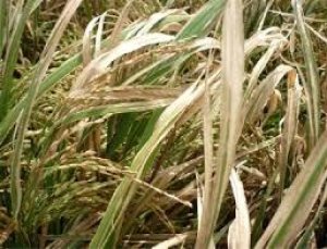 Nghi&ecirc;n cứu chức năng talome của vi khuẩn Xanthomonas oryzae pv. oryzae g&acirc;y bệnh bạc l&aacute;