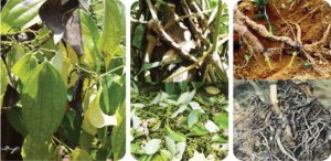 Đ&aacute;nh gi&aacute; th&agrave;nh phần một số nấm bệnh thuộc giới phụ Stramenopiles trong đất trồng ti&ecirc;u tại huyện Cư M`gar tỉnh Đăk Lăk từ dữ liệu tr&igrave;nh tự 18s rRNA metagenome