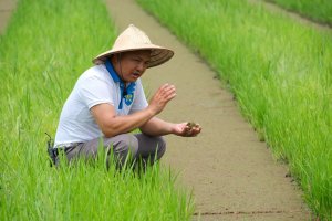 Khởi tạo gi&aacute; trị mới cho b&egrave;o hoa d&acirc;u 