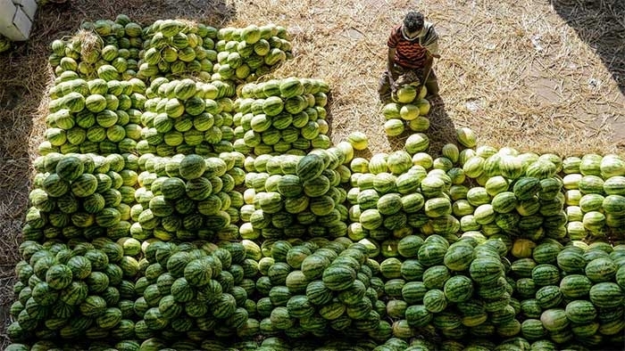 B&iacute; ẩn về nguồn gốc của dưa hấu c&oacute; thể đ&atilde; được giải đ&aacute;p