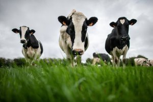 Ph&aacute;t thải kh&iacute; methane to&agrave;n cầu tăng vọt 