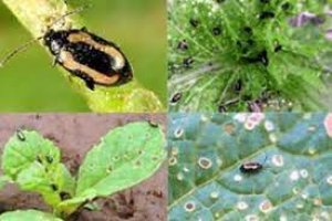 Đ&aacute;nh gi&aacute; hiệu quả của tuyến tr&ugrave;ng k&yacute; sinh c&ocirc;n tr&ugrave;ng Heterorhabditis indica trong ph&ograve;ng chống bọ nhảy hại rau thập tự