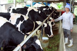 Ứng dụng gi&uacute;p giảm ph&aacute;t thải kh&iacute; nh&agrave; k&iacute;nh cho chăn nu&ocirc;i