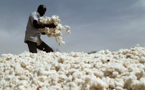 Gi&aacute; b&ocirc;ng l&ecirc;n cao nhất một thập kỉ, những bộ quần &aacute;o kho&aacute;c l&ecirc;n người ng&agrave;y c&agrave;ng đắt đỏ 