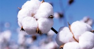 USDA: Dự b&aacute;o cung cầu b&ocirc;ng thế giới ni&ecirc;n vụ 2018/19 