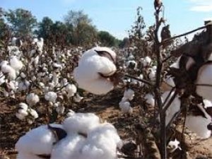 USDA: Dự b&aacute;o cung cầu b&ocirc;ng thế giới ni&ecirc;n vụ 2017/18