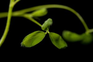Vi khuẩn vay mượn gi&uacute;p c&acirc;y trồng trở n&ecirc;n kh&aacute;ng muối