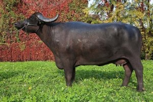 C&ocirc;ng bố bộ gen của tr&acirc;u