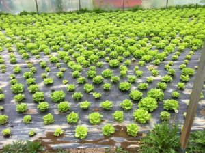 Phụ phẩm bia + ph&acirc;n b&ograve; = thuốc trừ s&acirc;u sinh học 