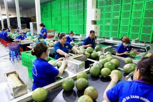 Rau quả Việt Nam dần được khơi th&ocirc;ng, mở cửa được c&aacute;c thị trường kh&oacute; t&iacute;nh 