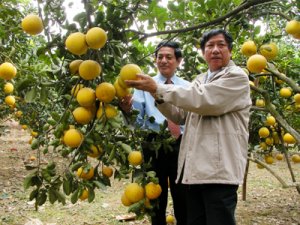 Con đường ph&aacute;t triển n&ocirc;ng nghiệp bền vững - B&agrave;i 4: Li&ecirc;n kết giữa doanh nghiệp v&agrave; hợp t&aacute;c x&atilde;