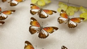 Hoa văn cánh bướm được sửa đ&ocirc;̉i bằng c&ocirc;ng cụ CRISPR mang lại ki&ecirc;́n thức v&ecirc;̀ ti&ecirc;́n hóa của đa dạng sinh học