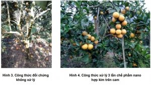 Hiệu lực ph&ograve;ng chống của nano hợp kim bạc đồng đối với bệnh rụng quả do nấm C. gloeosporioides & Phytophthora spp. tr&ecirc;n cam ở quy m&ocirc; diện hẹp