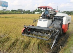 Gi&aacute; l&uacute;a gạo h&ocirc;m nay ng&agrave;y 31/7/2023: Gi&aacute; l&uacute;a H&egrave; thu li&ecirc;n tục tăng
