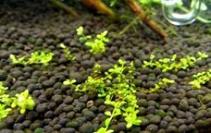 `Ph&acirc;n b&oacute;n tương lai` đ&atilde; trở th&agrave;nh hiện thực