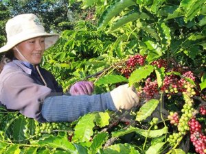 Th&aacute;ng Một: Thị trường gi&aacute; c&agrave;ph&ecirc; trong nước biến động theo hướng tăng