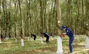Gi&aacute; cao su thế giới rời đỉnh 5 năm 