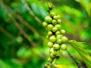 C&aacute;c giống c&agrave; ph&ecirc; chịu hạn v&agrave; c&aacute;c-bon thấp được lai tạo theo kỹ thuật truyền thống