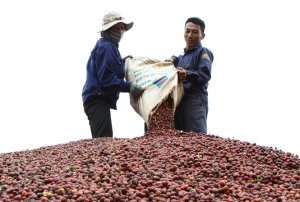 Xuất khẩu c&agrave; ph&ecirc; bứt ph&aacute; ngoạn mục, thị trường thuận lợi.