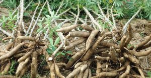Xuất khẩu sắn v&agrave; sản phẩm từ sắn sang H&agrave;n Quốc tăng vọt