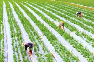 N&acirc;ng tầm OCOP: Sức sống mới của kinh tế n&ocirc;ng th&ocirc;n