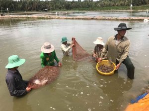 Ph&aacute;t triển giống n&ocirc;ng nghiệp th&iacute;ch ứng với biến đổi kh&iacute; hậu ĐBSCL