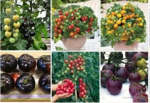 Ảnh hưởng của c&aacute;c giai đoạn thuần thục đến đặc t&iacute;nh l&yacute; h&oacute;a của hai giống c&agrave; chua bi (đỏ v&agrave; đen)