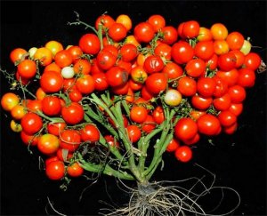 C&agrave; chua biến đổi gene cho ra quả ch&ugrave;m như nho để r&uacute;t ngắn thời gian thu hoạch, tăng năng suất 