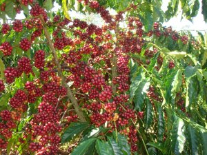 Hiệu quả của quy tr&igrave;nh quản l&yacute; c&acirc;y trồng tổng hợp &aacute;p dụng cho c&acirc;y c&agrave; ph&ecirc; ở Việt Nam