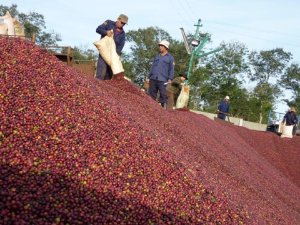 Xuất khẩu c&agrave; ph&ecirc; sẽ gặp kh&oacute; khăn trong những th&aacute;ng cuối năm